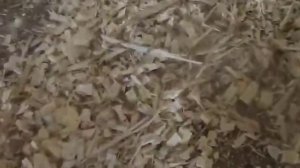 Щепорез Щ-350 (щепа под копчение) бензиновый ДВС 13 л.с