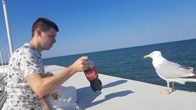 ДРЕСИРОВАНАЯ ЧАЙКА !море Польша смотреть онлайн