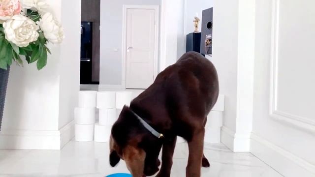 ЧЕЛЛЕНДЖ. РЕАКЦИЯ СОБАКИ НА СТЕНУ ИЗ ТУАЛЕТНОЙ БУМАГИ смотреть онлайн