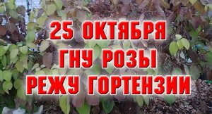 25 октября. Гну розы, режу гортензии.mp4