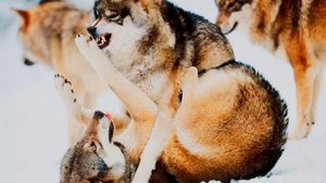 ВОЛК ИЛИ СОБАКА КТО СИЛЬНЕЕ?БИТВА ЖИВОТНЫХ