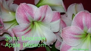 Гиппеаструмы  / Амариллисы / Популярные сорта