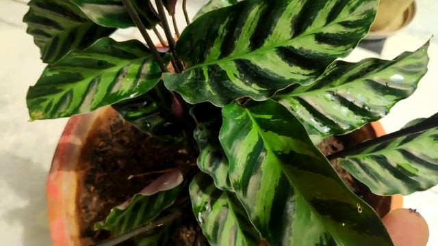 Calathea lancifolia plant grow n care tips, calathea rattlesnake plant // maranta plant смотреть онлайн