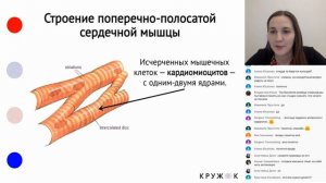 Мышечная ткань. Механизмы мышечного сокращения.| КРУЖОК