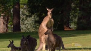 Удивительные животные: Гигантский кенгуру