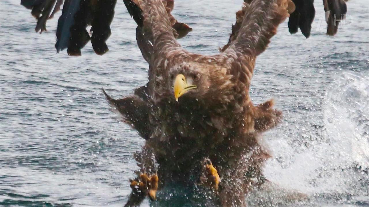 Владивосток встречает пернатых гостей: в столицу Приморья на зимовку прилетели величественные орланы
