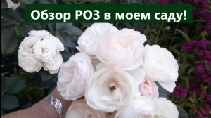 Обзор роз в моем саду. Не могу налюбоваться королевами сада.