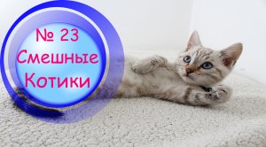 Котики Смешные?№23