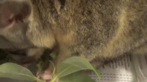 Растем! Малыш Опоссум Добби. Baby Possum is Growing!