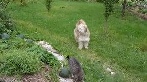 Арбузы в Подмосковье в открытом грунте 2016.