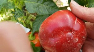 Перец сладкий Новогогошары 03,09,23