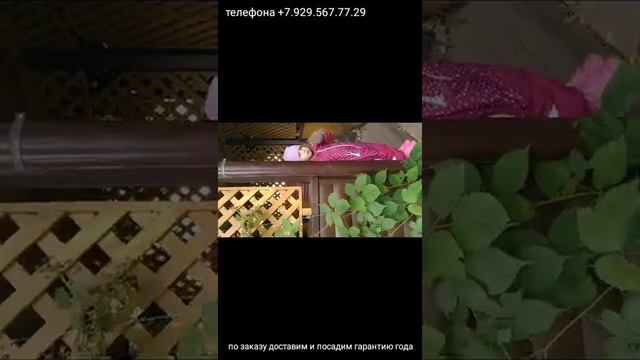 осенью распродажа посадочный материал хвойники декоративный кустарники плодовый# смотреть онлайн