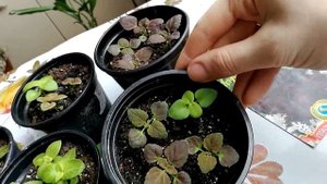 Колеус. Выращивание из семян. Как вырастить Колеус в домашних условиях. ОБЗОР ПОСЛЕ ПИКИРОВКИ.