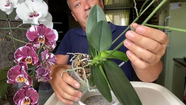 КОРНИ ОРХИДЕИ ГИГАНТСКИЕ НАРОСЛИ потрошим орхидею и готовим к пересадке Сансет Лав