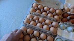 Сколько яиц можно получить от 15 курочек за неделю....