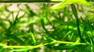 Первый раз кормлю мальков петушка рачками артемии