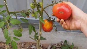 Томат Иван купала 09/2022