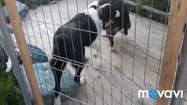 Влог: Жизнь АЛАБАЕВ./Алабайские утехи и месть/Все три Алабая на выгуле/Сын приехал/Варенье/ смотреть онлайн