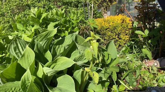 Урааа!! Мне подарили кусторез Gardena . Обзор и испытаниЯ костореза в день рождения ? смотреть онлайн