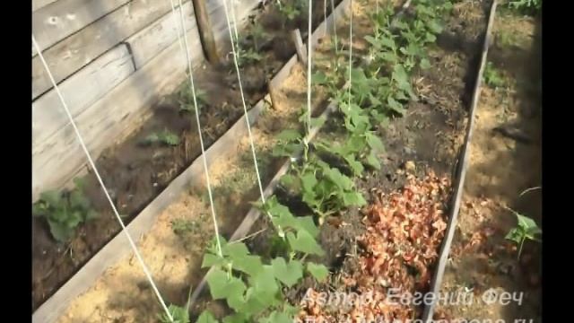 Выращивание огурцов. Огурцы в парнике смотреть онлайн