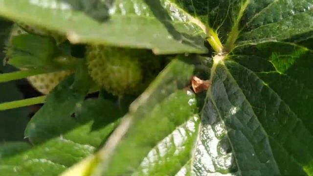 Моллиннг чемпион- новинка клубники нсд 2020 смотреть онлайн