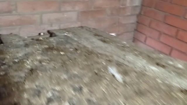 Куры несушки несутся зимой, как из пулемета, 14 декабря 2020 года, бизнес на несушках. смотреть онлайн