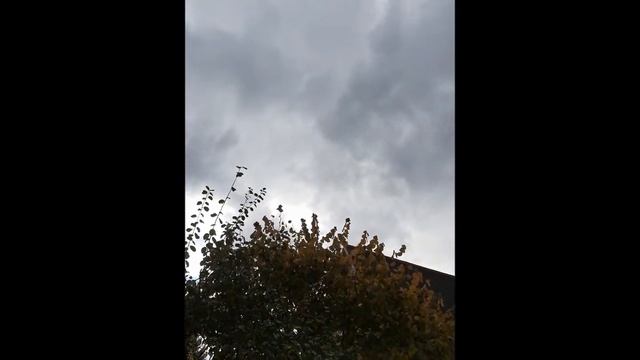 Октябрь День животных смотреть онлайн