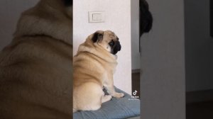 Дневник МОПСА Леонида | мопс ЛЁНЯ | КОРИЧНЕВЫЕ КАМУШКИ