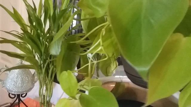 Philodendron Lemon Lime Update