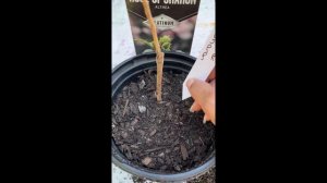 Planting Clematis Bare Root from Tractor Supply (did it survive?)