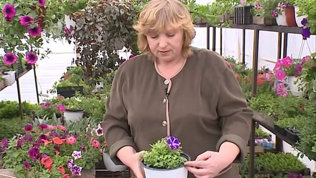 Главные ошибки при выращивании петунии