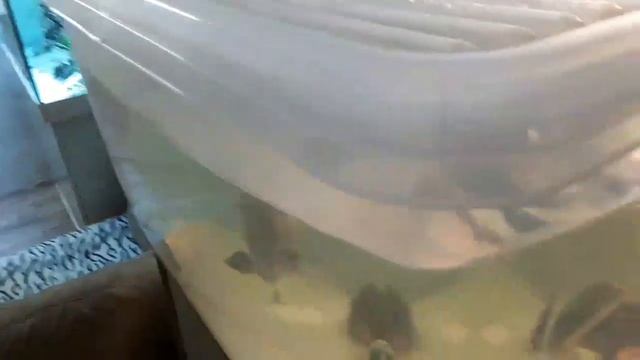 Кормление аквариумных рыб креветкой и мотылем смотреть онлайн