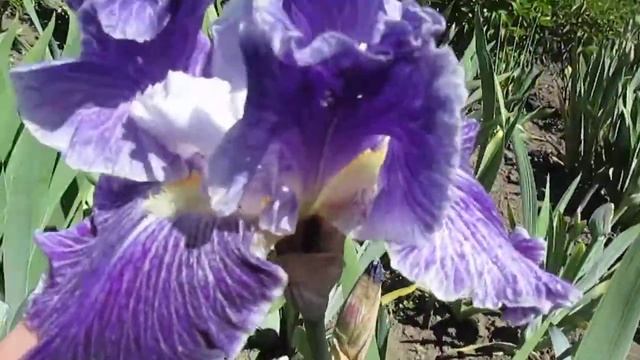 Фенси Дресс высокий ирис смотреть онлайн