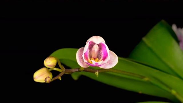 Blooming White Orchid Phalaenopsis Flower смотреть онлайн