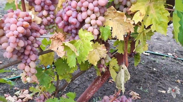 Когда высаживать САЖЕНЦЫ ВИНОГРАДА? Весной или Осенью? За и Против! смотреть онлайн