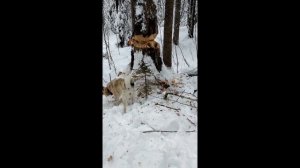 Охота на куницу с ЗСЛ