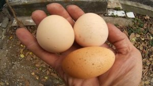 Куры несушки Увеличить размер яиц