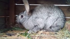 кролик породы смесь белого и серого великана