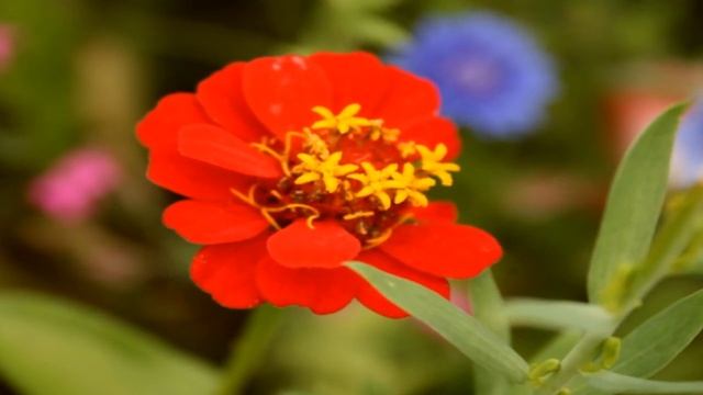 Лето взяло в руки краски- фотографии красивых цветов. смотреть онлайн