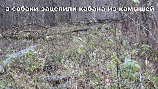 Загонная ОХОТА. ПАМЯТИ ПСА. 28 ноября 2021г. смотреть онлайн