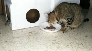 Кот дает интервью на тему: Каким кормом лучше кормить котов