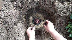 Как посадить лилию весной. Что класть в лунку.