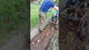 Самодельная картофеле копалка. Испытания. Копаем картофель
