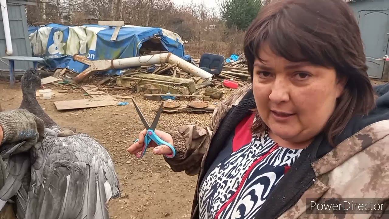 Утки улетают? как подрезать крылья? смотреть онлайн