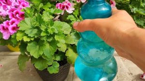 УХОД ЗА КОРОЛЕВСКОЙ ? ПЕЛАРГОНИЕЙ ПОСЛЕ ЦВЕТЕНИЯ.