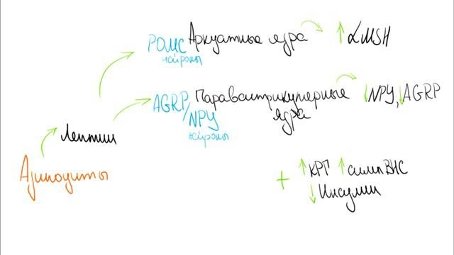 Лекция 21.1. Метаболизм. Нормальная физиология.