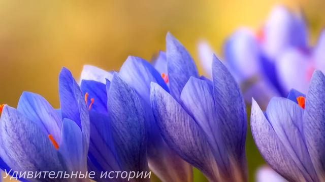Ради мести, забеременела от миллиардера и носила под сердцем двойню. А когда пришло время родов...