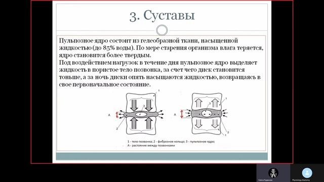 1.4. Позвоночник строение и функции