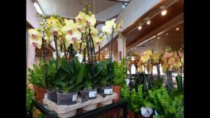 Магазин и рокарий ботанического сада Kew Gardens в Лондоне во время выставки орхидей в февралe 2022