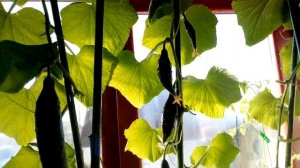 Огород на подоконнике зимой.